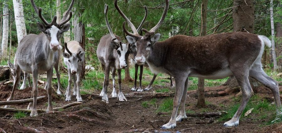 sweden’s-plans-to-mine-rare-earth-minerals-could-ruin-the-lives-of-indigenous-sami-reindeer-herders