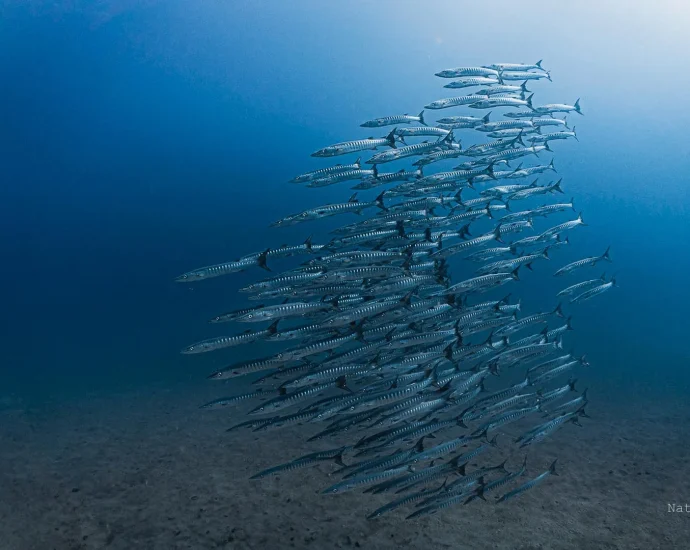 panama’s-ocean-lifeline-vanishes-for-the-first-time-in-40-years