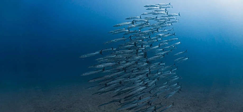 panama’s-ocean-lifeline-vanishes-for-the-first-time-in-40-years