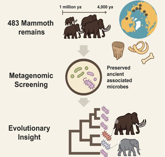 World’s Oldest Host-Associated Microbial DNA Obtained from Ancient Mammoth Remains