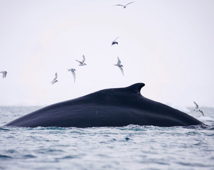 charting-whale-‘superhighways’-for-conservation