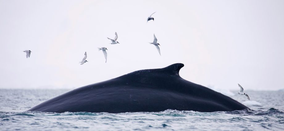 charting-whale-‘superhighways’-for-conservation