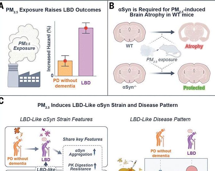 Lewy body dementia promotion by air pollutants | Science