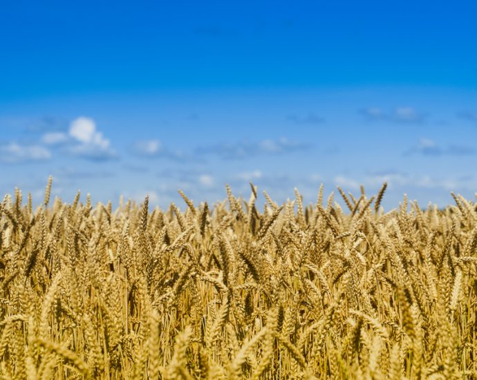 putin’s-power-plant-bombs-send-ukrainian-bread-prices-soaring-25%