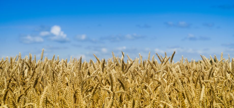 putin’s-power-plant-bombs-send-ukrainian-bread-prices-soaring-25%