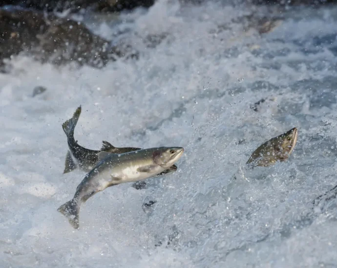 salmon’s-secret-superfood-is-smaller-than-a-grain-of-salt