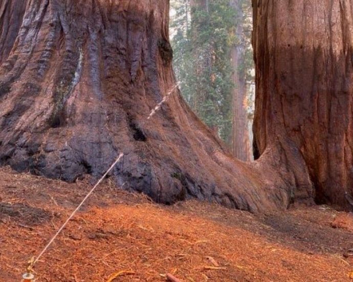 garnet-fire-burns-into-grove-of-giant-sequoias;-several-behemoths-are-in-flames