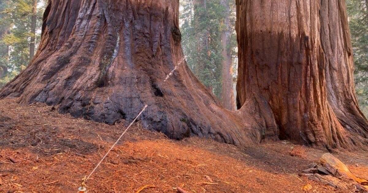 garnet-fire-burns-into-grove-of-giant-sequoias;-several-behemoths-are-in-flames
