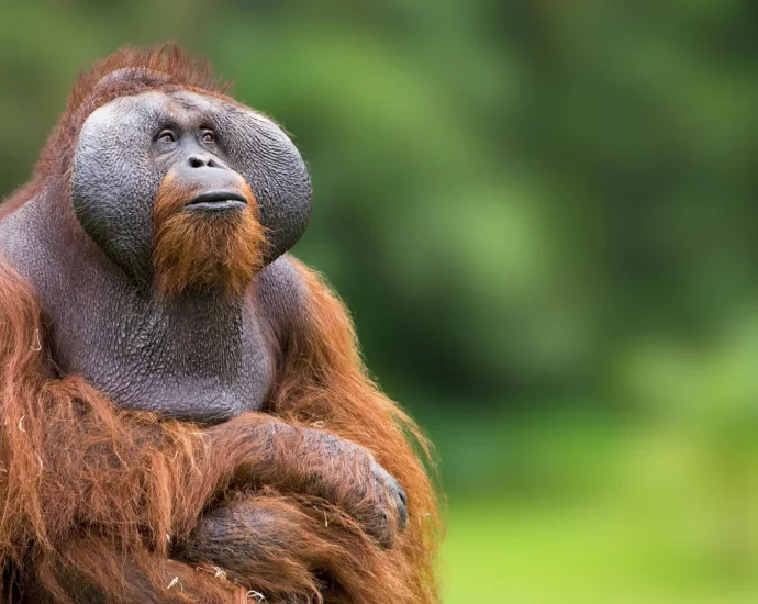 how-orangutans-thrive-in-feast-and-famine-without-gaining-weight