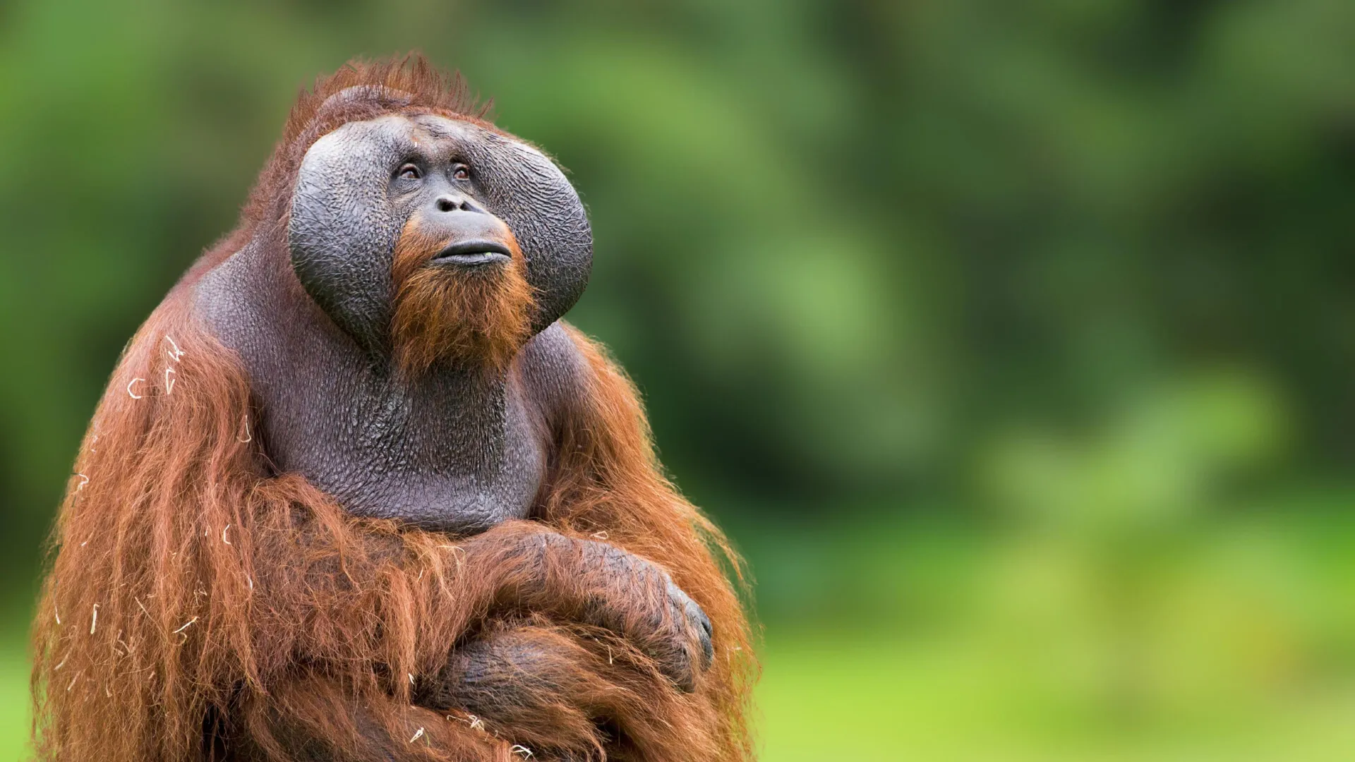 how-orangutans-thrive-in-feast-and-famine-without-gaining-weight