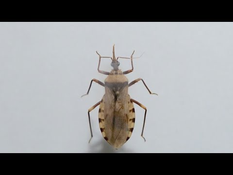 cdc-warns-of-‘kissing-bug’-spreading-deadly-chagas-disease-|-morning-in-america