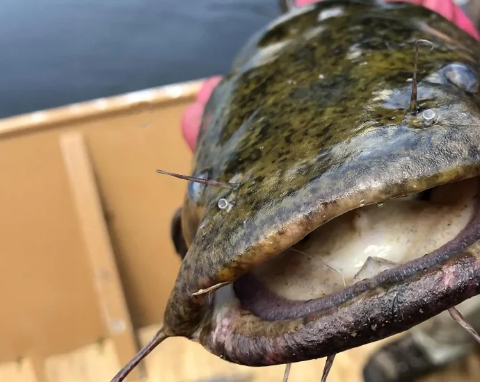 hungry-flathead-catfish-are-changing-everything-in-the-susquehanna