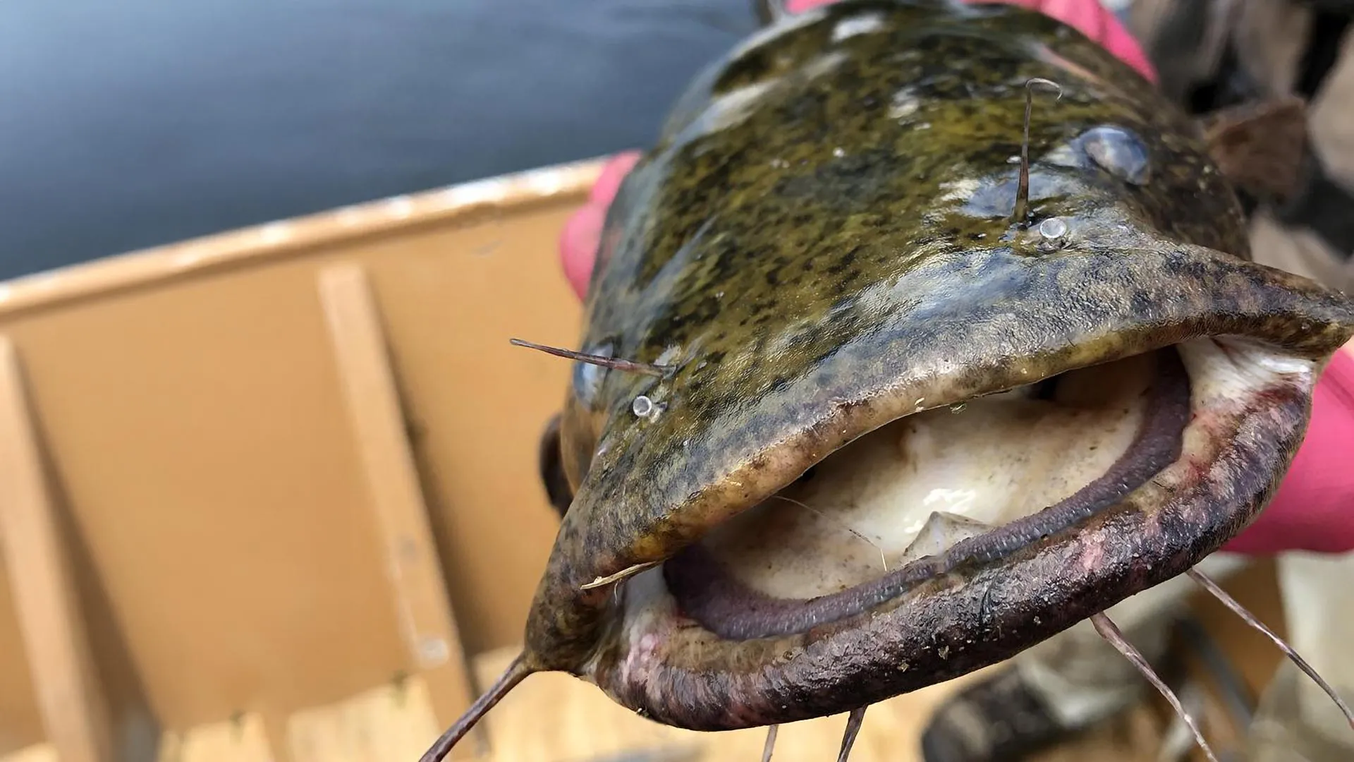 hungry-flathead-catfish-are-changing-everything-in-the-susquehanna
