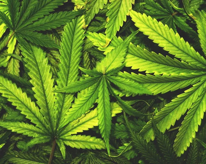 don’t-toss-cannabis-leaves.-scientists-just-found-rare-compounds-inside