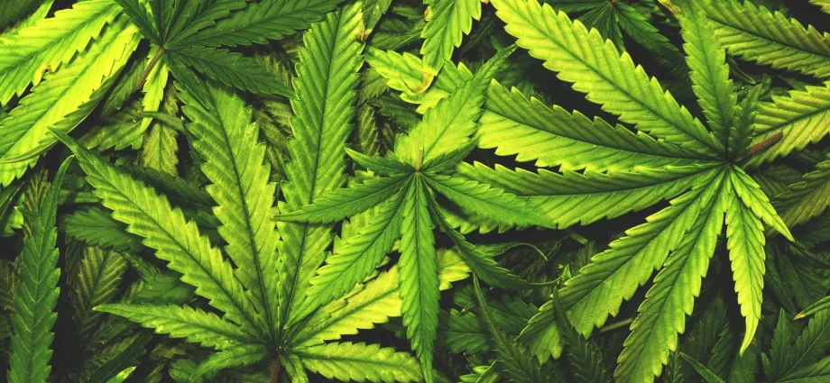 don’t-toss-cannabis-leaves.-scientists-just-found-rare-compounds-inside