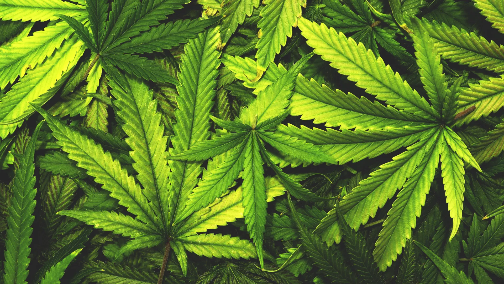 don’t-toss-cannabis-leaves.-scientists-just-found-rare-compounds-inside