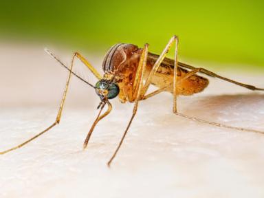 west-nile-virus-cases-running-higher-than-normal,-prompting-health-warnings