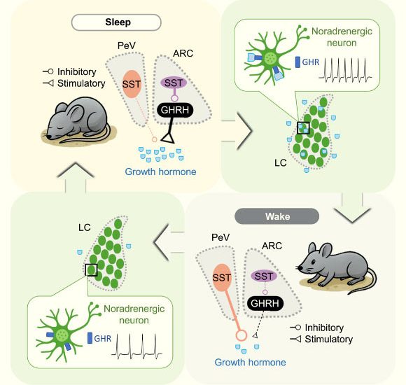 Animal Study Sheds New Light on How Sleep and Growth Hormone Regulation Interact