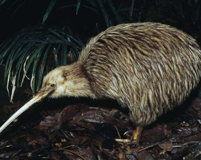 new-zealand’s-bold-plan-to-save-endangered-animals:-kill-millions-of-invasive-animals