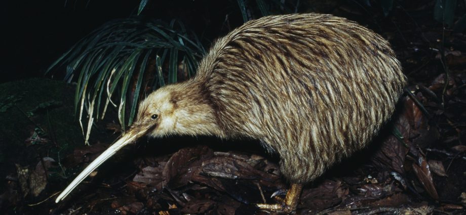 new-zealand’s-bold-plan-to-save-endangered-animals:-kill-millions-of-invasive-animals