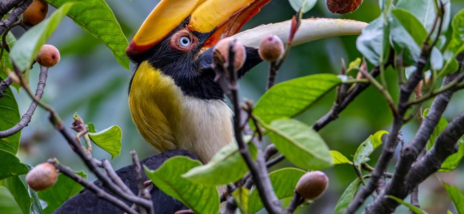 why-animals-are-a-critical-part-of-forest-carbon-absorption