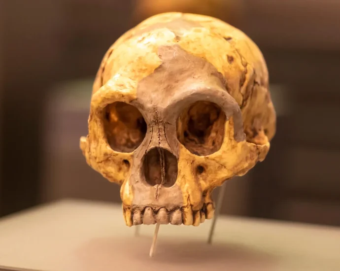 who-were-the-mystery-humans-behind-indonesia’s-million-year-old-tools?