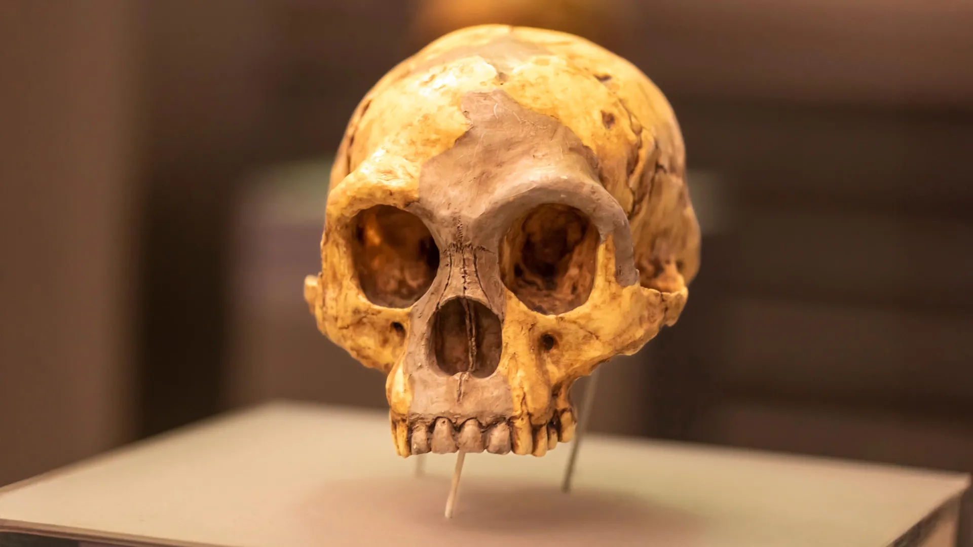who-were-the-mystery-humans-behind-indonesia’s-million-year-old-tools?