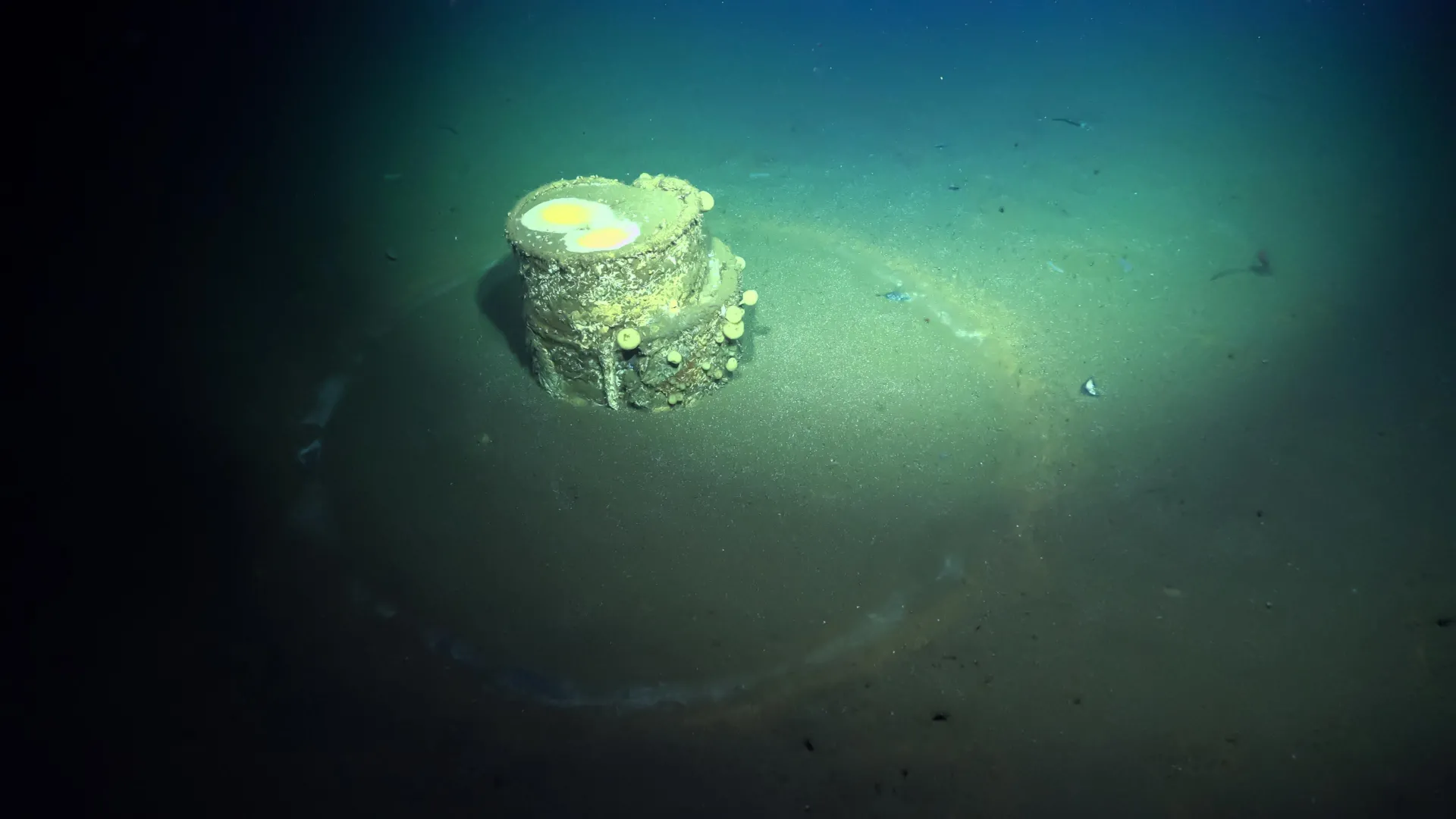 scientists-finally-solve-the-mystery-of-ghostly-halos-on-the-ocean-floor