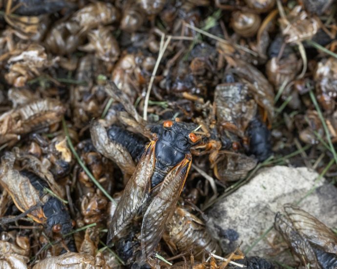 insect-populations-drop-even-without-direct-human-interference,-a-new-study-finds