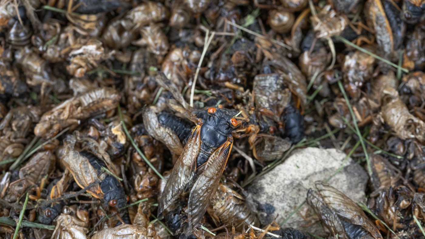 insect-populations-drop-even-without-direct-human-interference,-a-new-study-finds