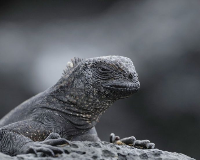 greenwashing-debt-in-the-galapagos-islands