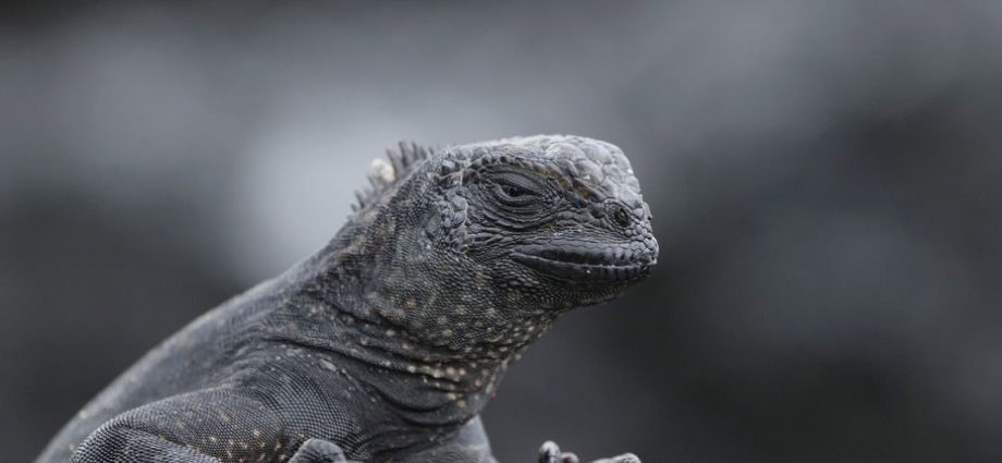 greenwashing-debt-in-the-galapagos-islands