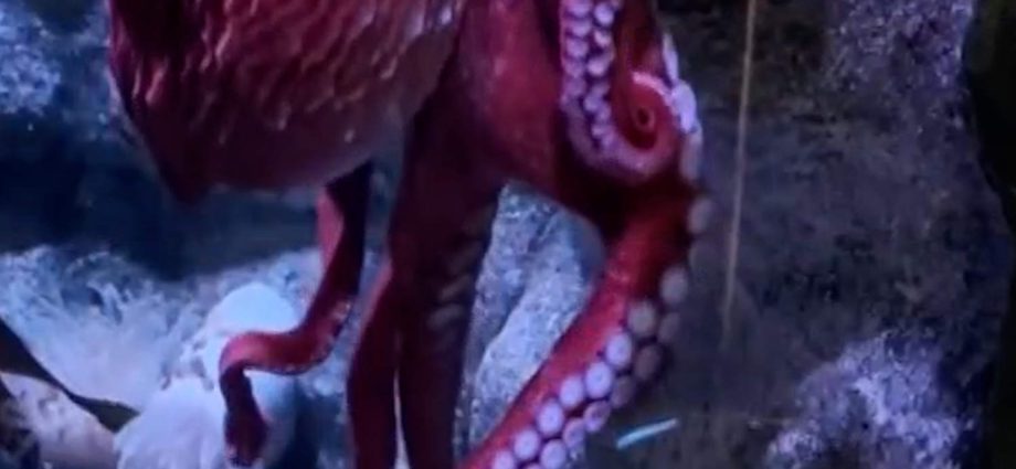 beloved-giant-pacific-octopus-enters-her-final-days