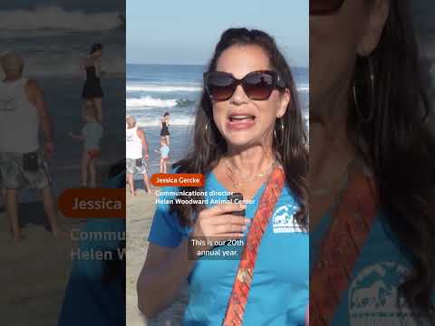 dogs-surf-for-charity-in-california-|-reuters