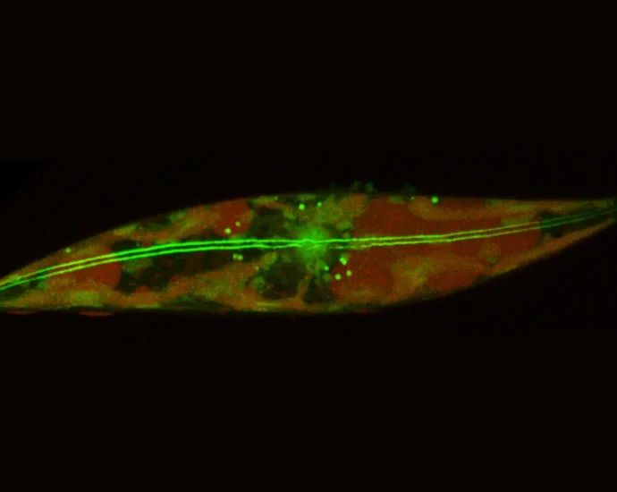 tiny-skaters-beneath-the-arctic-ice-rewrite-the-limits-of-life