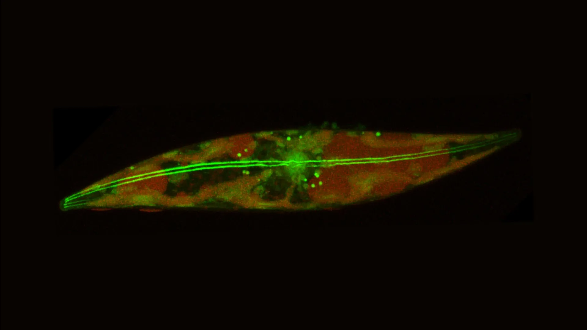 tiny-skaters-beneath-the-arctic-ice-rewrite-the-limits-of-life