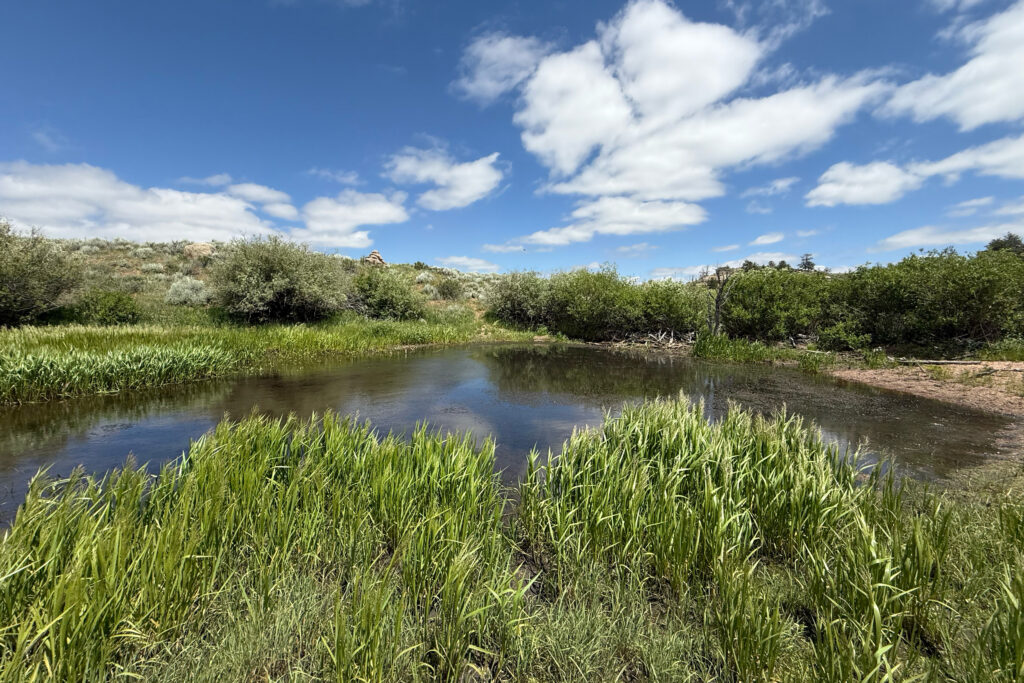 researchers-use-ai-to-predict-beavers’-impact-on-local-habitats—and-show-how-humans-can-help