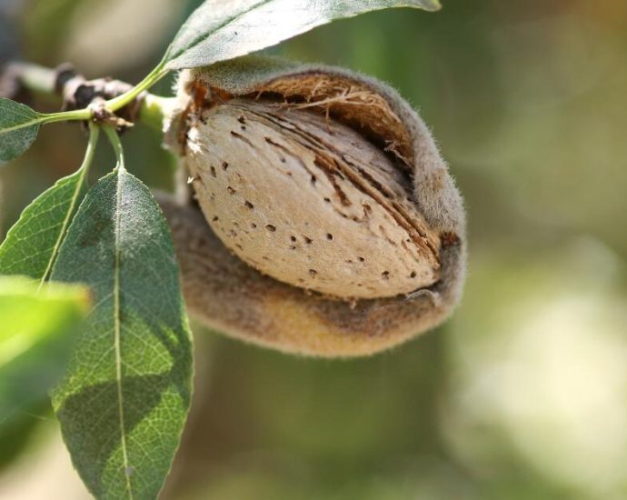 stanford-grads’-startup-turns-almond-shell-waste-into-organic-fertilizer