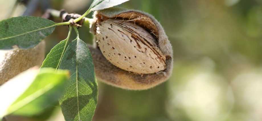 stanford-grads’-startup-turns-almond-shell-waste-into-organic-fertilizer