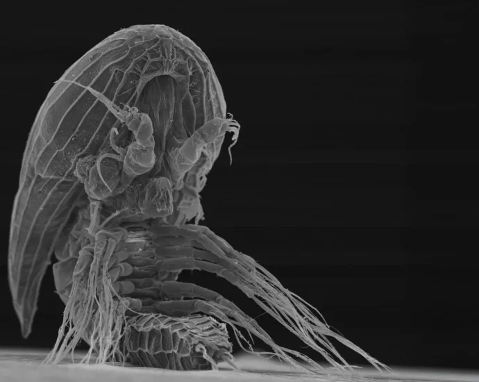 no-one-knows-what-these-strange-larvae-grow-into