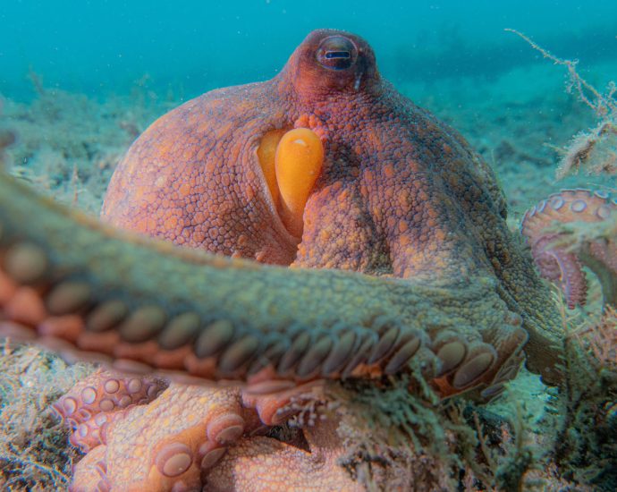 a-new-analysis-of-underwater-videos-shows-octopuses-are-‘incredible-multitaskers’