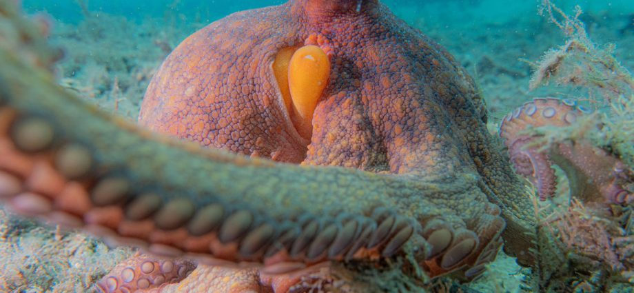 a-new-analysis-of-underwater-videos-shows-octopuses-are-‘incredible-multitaskers’