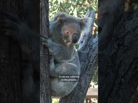 australia-approves-chlamydia-vaccine-for-koalas