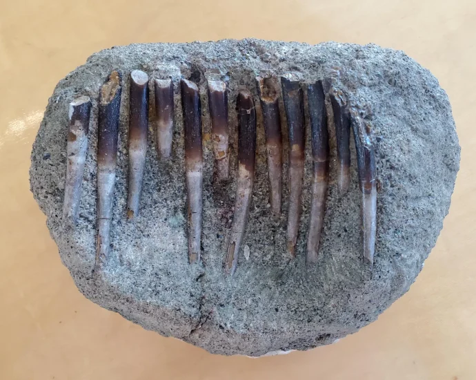 150-million-year-old-teeth-expose-dinosaurs’-secret-diets