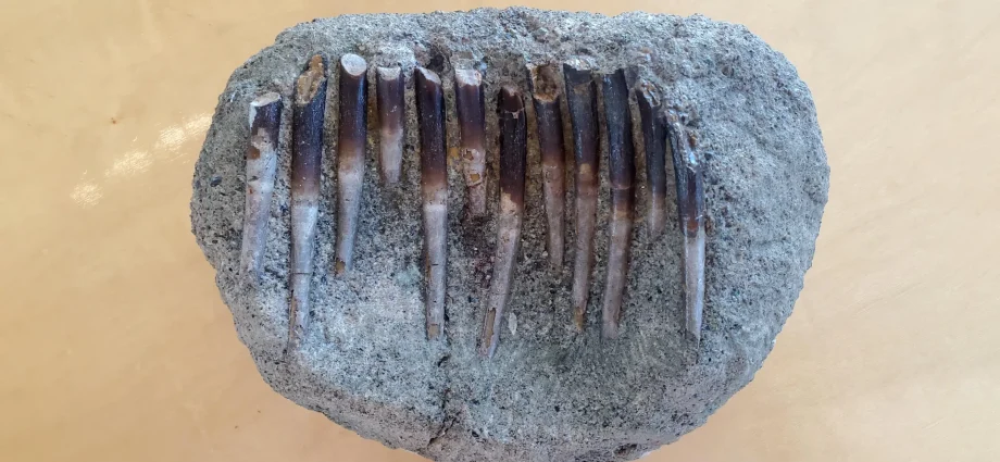 150-million-year-old-teeth-expose-dinosaurs’-secret-diets