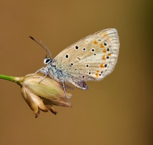 Atlas Blue Butterfly Has 229 Pairs of Chromosomes, Scientists Find