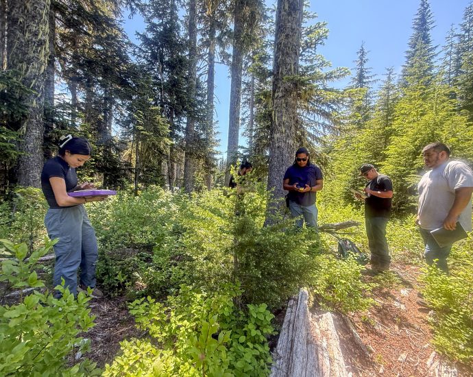 invasive-fruit-fly-hits-the-yakama-nation’s-huckleberry-fields 