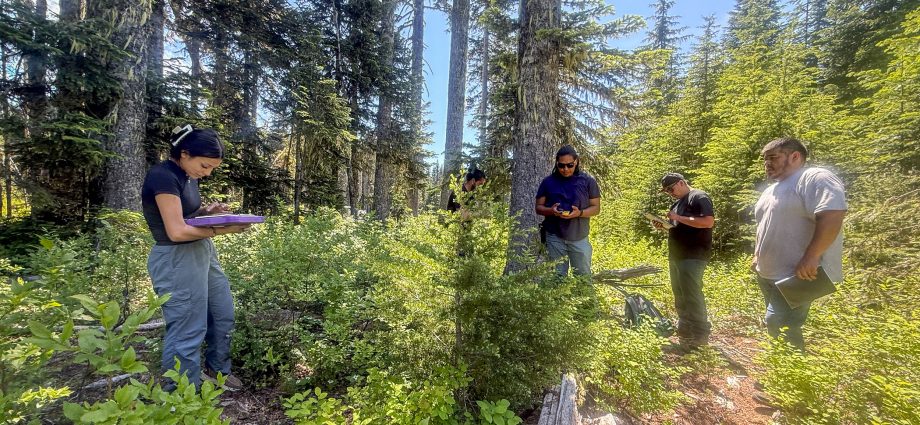 invasive-fruit-fly-hits-the-yakama-nation’s-huckleberry-fields 