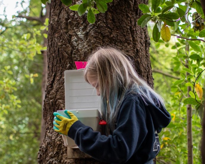 to-save-its-rare-birds,-new-zealand-is-relying-on-a-nation-of-backyard-trappers