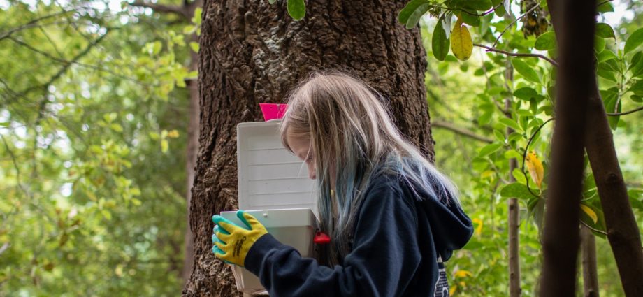 to-save-its-rare-birds,-new-zealand-is-relying-on-a-nation-of-backyard-trappers